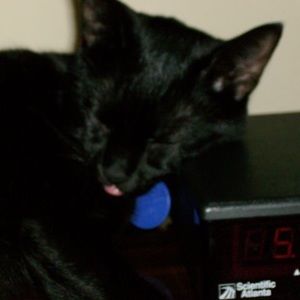 Meet your Posher, Holly